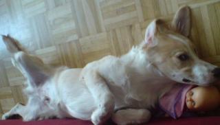Labrador-Goldenretriever Welpe