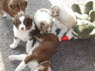 Wir erwarten Australian Shepherd Aussie Welpen