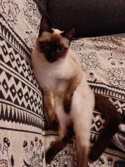 Thai Siam Deckkater gesucht