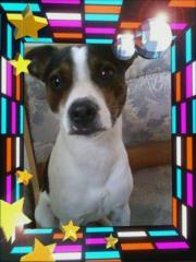 Jack Russel Rüde 2 Jahre alt