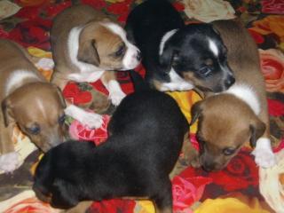 Rehpinscher 5 Welpen 4 wochen alt