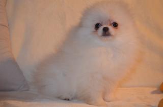 Charmant Pomeranian Welpe