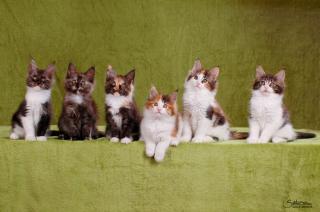 Maine coon Kitten für Liebhaber