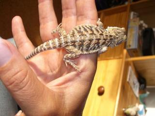 Bartagmnen Pogona vitticeps