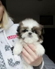 Shih tzu Welpe Meggie ist noch zum haben