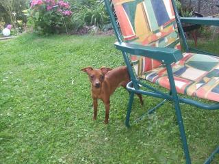 Balou, reinrassiger Zwergpinscher sucht liebevolles Zuhause Preis 450 Euro