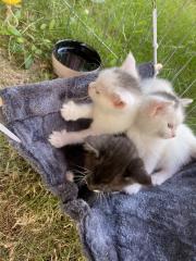 Türkisch Angora Mix