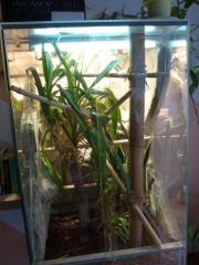 1. 1 Phelsuma astriata astriata inkl Terrarium und Technik