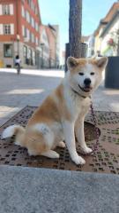 Akita Inu ein Jahr
