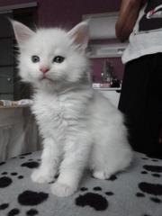 Maine Coon Kitten zu verkaufen