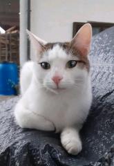 Katze / Kater gesucht vermisst entlaufen