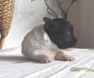 Chihuahua Welpen lang/kurzhaar