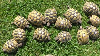 Griechische Landschildkröten Nachzucht 2024 THB, Ostrasse