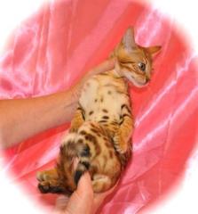 Bengal Kitten mit Papieren