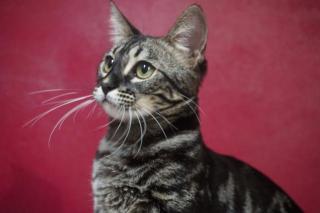 Bengal Mädchen