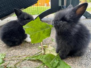 Kleine reinrassige Löwenkopfkaninchen Babys