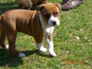 American Stafford bereit zum abgeben 9 Wochenjung
