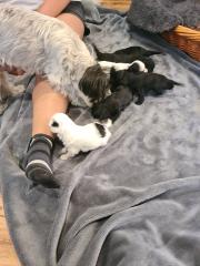 Bolonka/ Chinese crested Mixwelpen