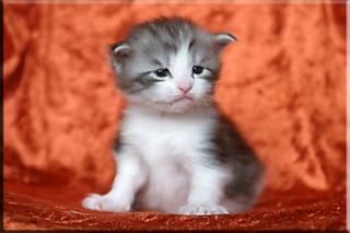 Typvolle Maine Coon Kinder