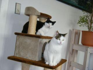 Mino 2Jahre alt und Filou 3Jahre alt suchen dringend neues Zuhause
