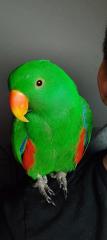 Lucky sucht ein neues Zuhause