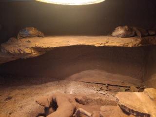 2 Bartagame