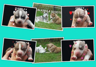 FCI Siberian Husky Welpen suchen ab dem 14. 12. 2021 ein liebevolles Zuhause