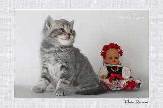 2 BKH Babys