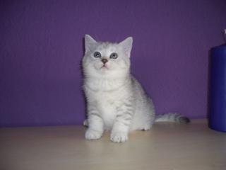 Süße Britisch Kurzhaar Kitten zu Verkaufen