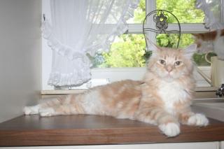 Typvoller Maine Coon Kater in liebevolle Hände abzugeben