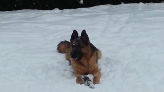 Schäferhund Rüde mit roten SV Papieren