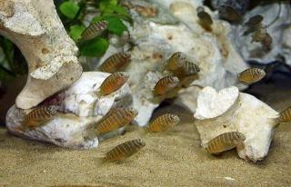 Tropheus Moliro Jungtiere