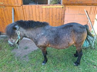 Beistellpferd