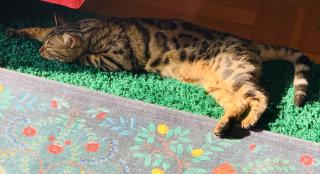 Bengal Kater Reinrassig