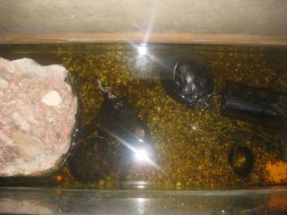 Zwei Wasserschildkröten mit Zubehör zu verkaufen