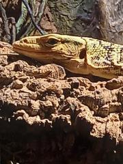 Melinus Quittenwaran