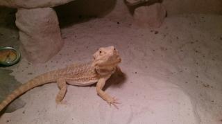 Bartagame männlich in liebevolle, erfahrene Hände abzugeben. Inkl. Terrarium