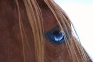 Quarter Horse Fohlen 2021 unsere Hompage