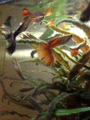 Guppys aus eigener Hobby-Zucht