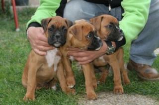 Süße boxer welpen