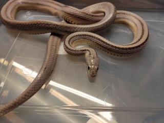 7 Kornnattern Weibchen Pied Sided Bloodred High White, Candycane, Anery Sunkisse