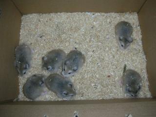 Nur noch 3 Roborowski Zwerghamster Babys