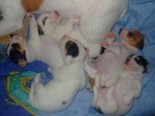 Reinrassige Jack Russell Terrier Welpen