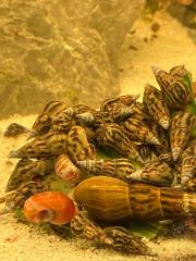Sulcospira Testudinaria /Schnecken/Fische/Aquarium