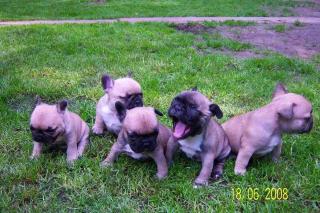 EIN FAWN FARBER FRENCH BULLDOG RÜDE-GRAD 4 WOCHEN-