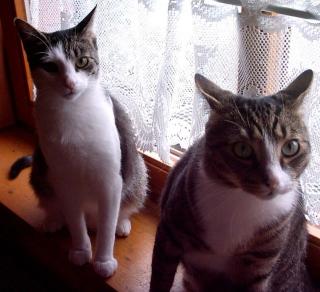 Little Foot Kater 2 Jahre Libby Katze 1, 5 Jahre