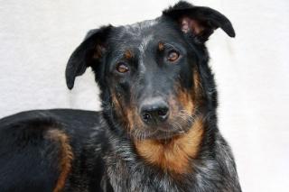 Beauceron Welpen harlekin und noir et feu erwartet um den 11. 04. 2021