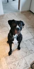 Cane Corso rüde 3jahre