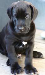 Weimaraner-Bernersennen-Mix