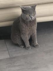 Erfahrener BKH Deckkater